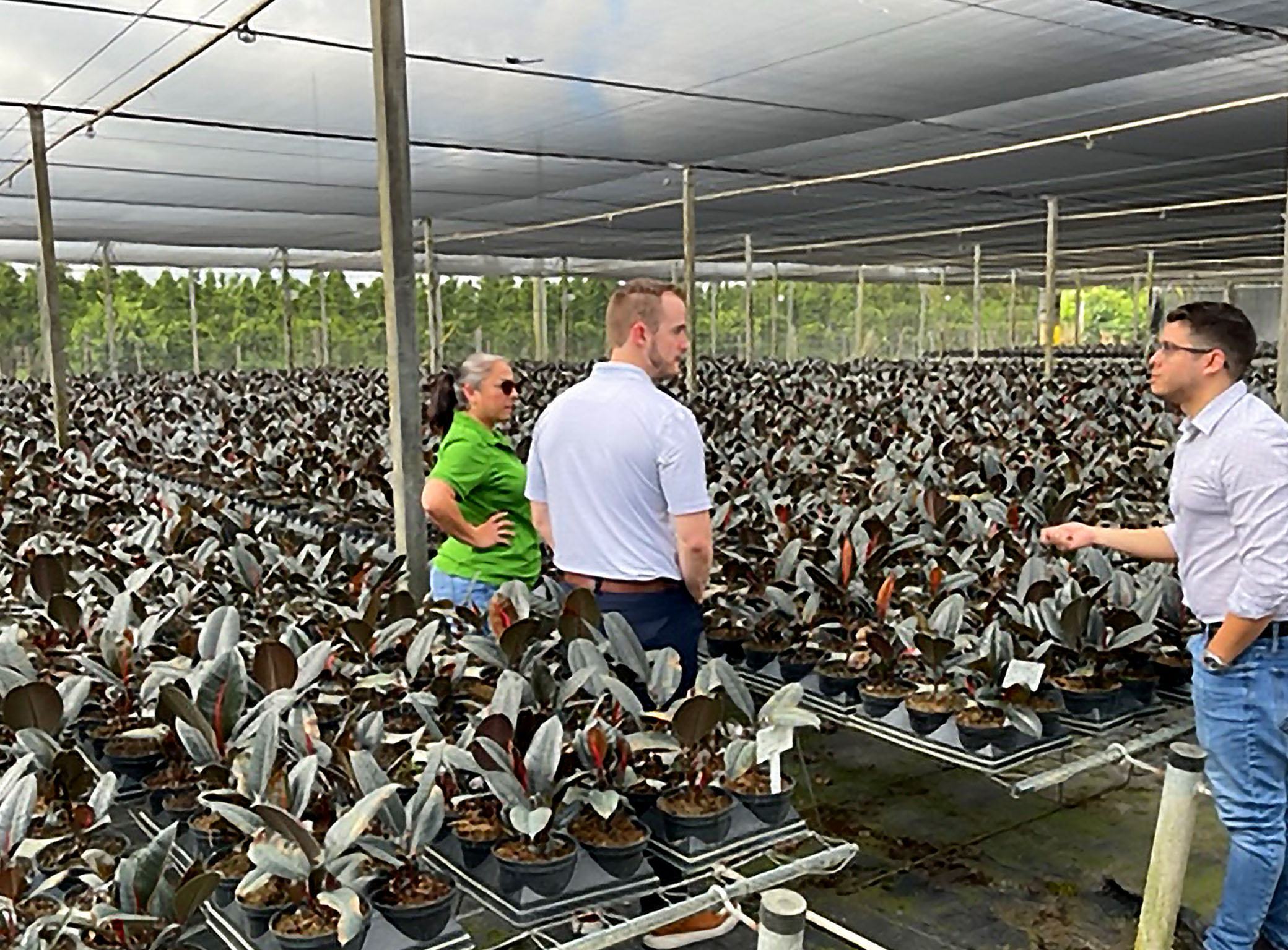 Lawrence Sammuli checks out a greenhouse full of young plants at Costa Farms.