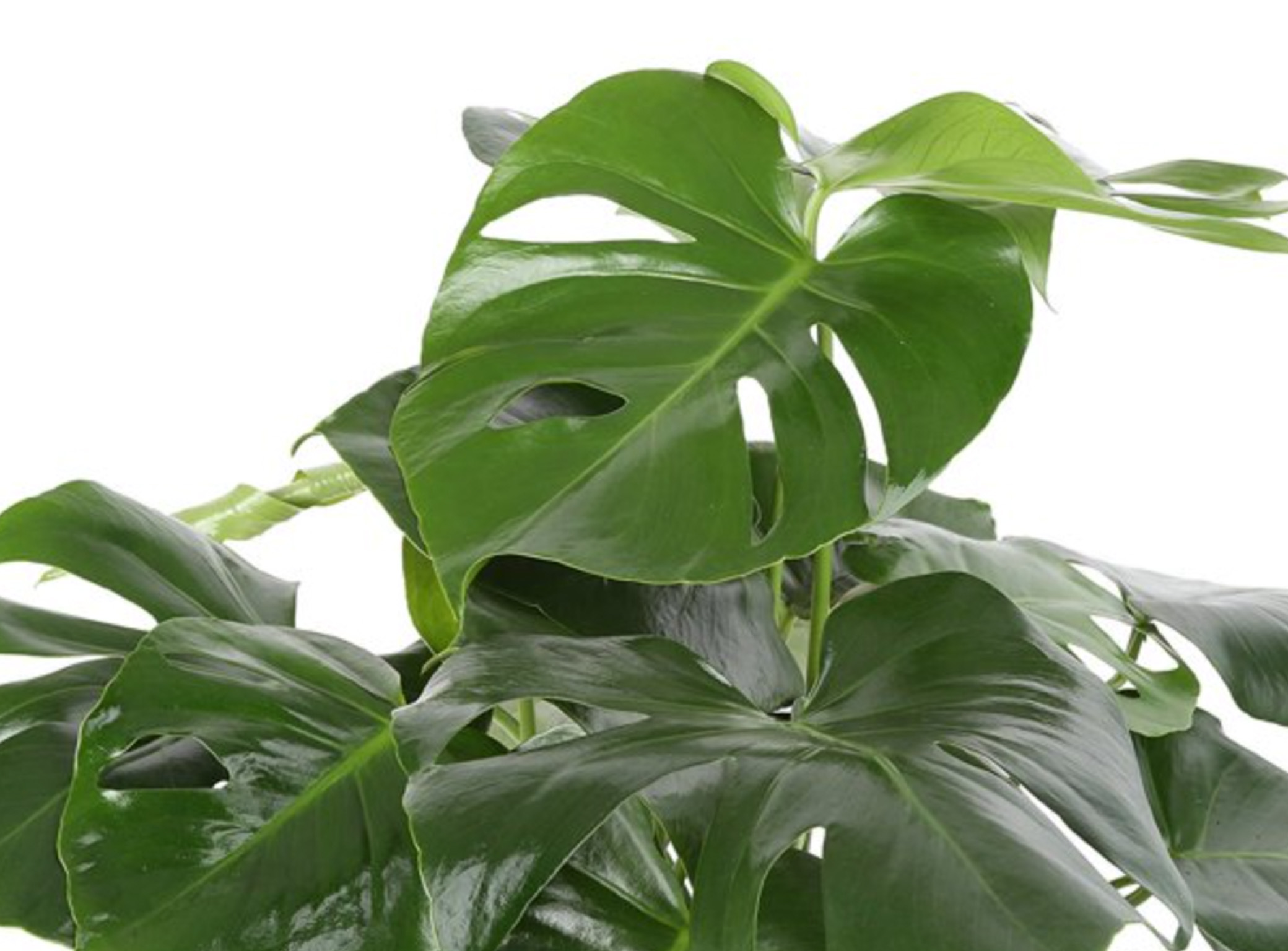 A lush, healthy houseplant from Costa Farms.