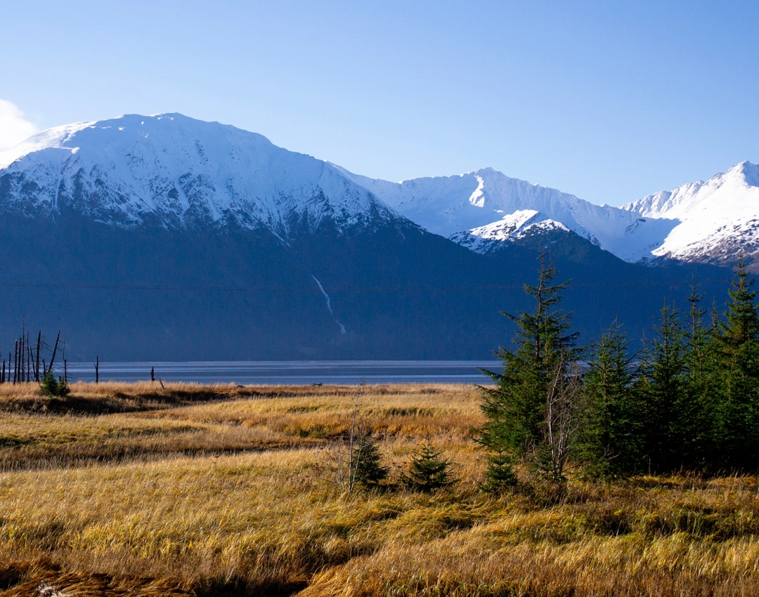 A vast snow-covered mountain range rises in the background under a clear blue sky with golden grasses and evergreen trees in the foreground.