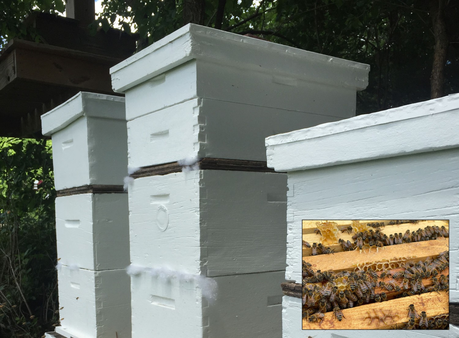 Paul Brungardt keeps backyard beehives.