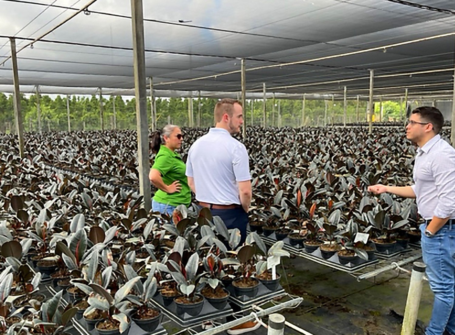 Lawrence Sammuli checks out a greenhouse full of young plants at Costa Farms.