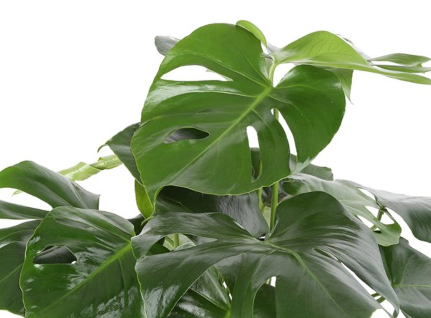A lush, healthy houseplant from Costa Farms.