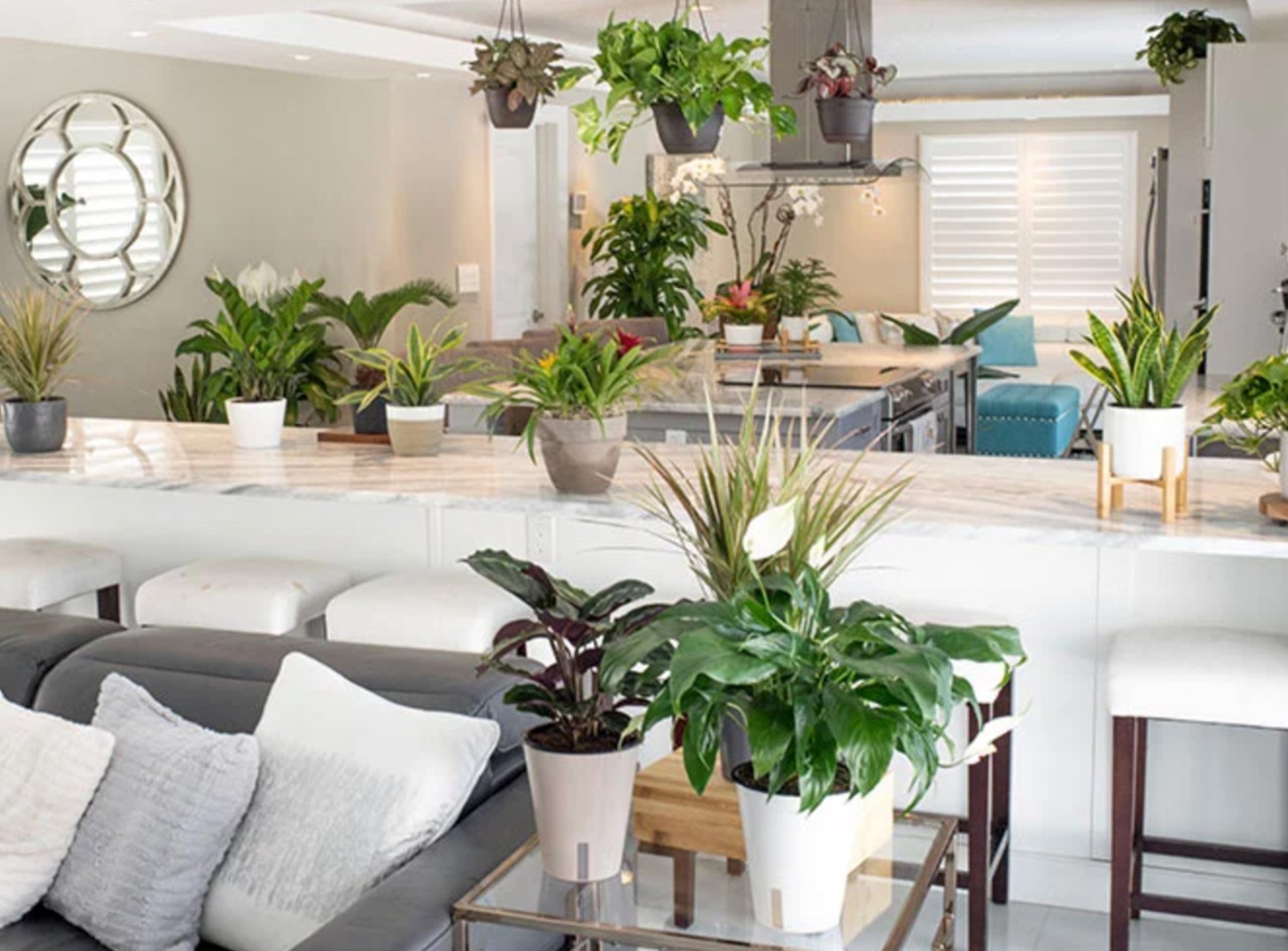 Costa Farms houseplants make a welcome addition to home decor.